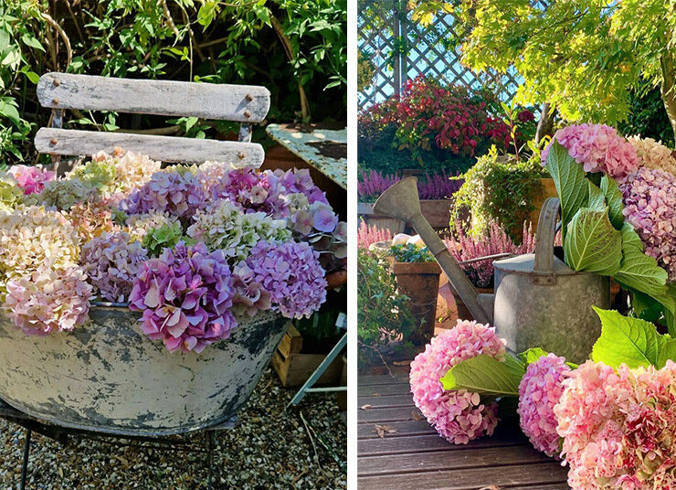 Ορτανσία Φοβοειδής (Hydrangea Paniculata): Από τον κήπο στο βάζο