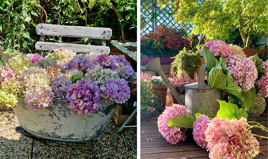 Ορτανσία Φοβοειδής (Hydrangea Paniculata): Από τον κήπο στο βάζο