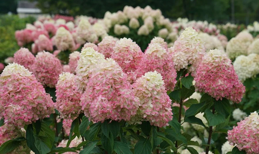 PHOTO GARDEN DESIGN 