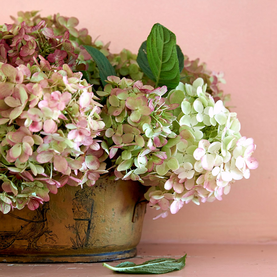 PHOTO FLOWERMAG 