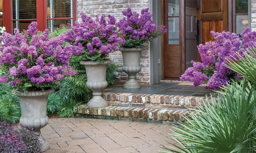 PHOTO SOUTHERN LIVING PLANTS COLLECTION