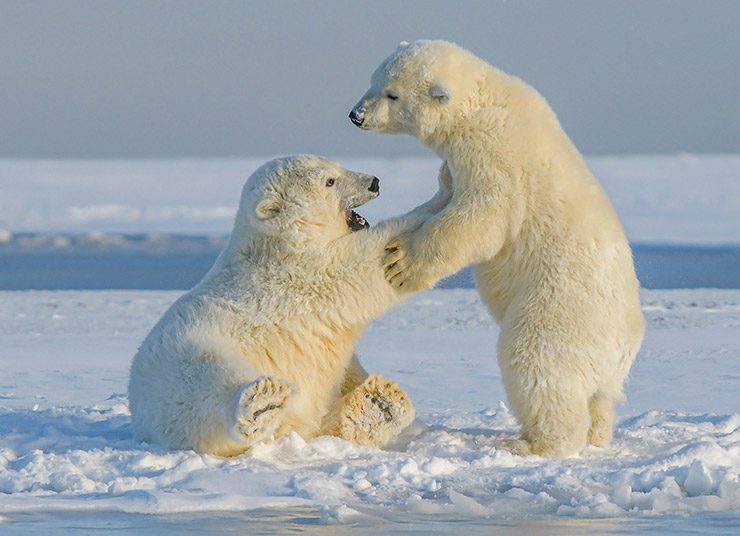 Οι πολικές αρκούδες προσαρμόζονται στην κλιματική αλλαγή
