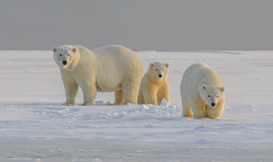 ©HANS JURGEN MAGER / UNSPLASH