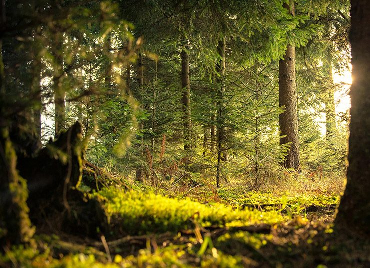Πέντε τρόποι με τους οποίους οι «πράσινες» πολιτικές άνθρακα βλάπτουν τα δάση