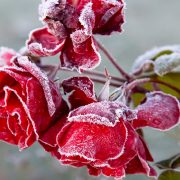 Πώς να προστατέψετε τα πολύτιμα φυτά σας από τον παγετό