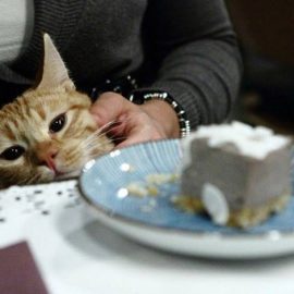 Romew cat bistrot: Τι κάνει νιάου νιάου στην Ρώμη;