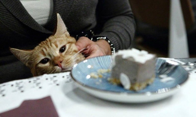 Romew cat bistrot: Τι κάνει νιάου νιάου στην Ρώμη;