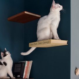 Romew cat bistrot: Τι κάνει νιάου νιάου στην Ρώμη;