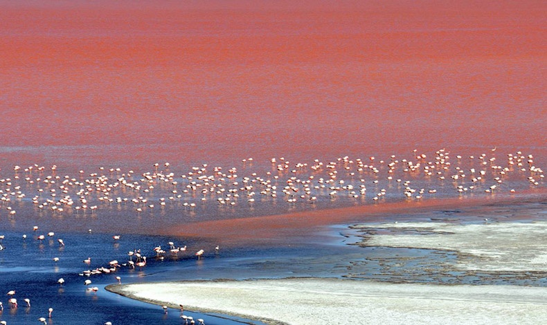 Η λίμνη Colorada στη Βολιβία σε υψόμετρο 3.000 μέτρων, με τα νερά της σε ροζ και πορτοκαλί αποχρώσεις, αποτελεί καταφύγιο για ένα από τα πιο σπάνια είδη φλαμίνγκο του κόσμου