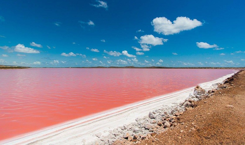 Σύμφωνα με τους επιστήμονες, το χρώμα των νερών της λιμνοθάλασσας Hutt στην Αυστραλία οφείλεται στην παρουσία φυκιών που ονομάζονται Dunaliella salina