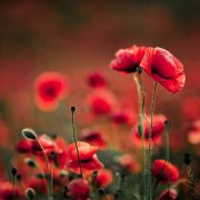 Σημασία της παπαρούνας: Συμβολισμοί μνήμης, θάρρους, συμπόνοιας και ειρήνης!