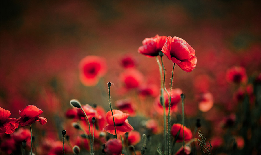 Σημασία της παπαρούνας: Συμβολισμοί μνήμης, θάρρους, συμπόνοιας και ειρήνης!