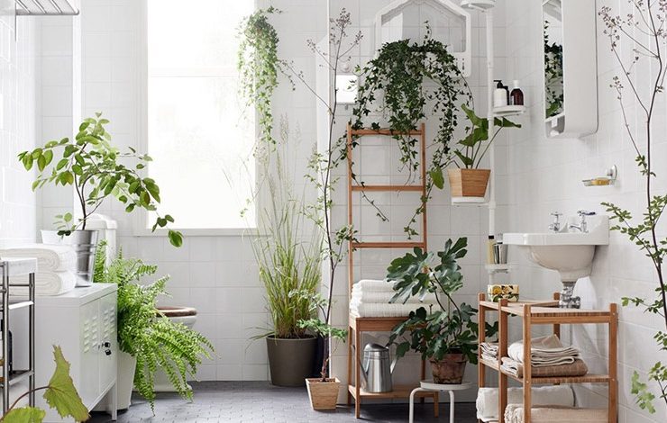 Τα φυτά στο μπάνιο επανέρχονται ως τάση για την εσωτερική διακόσμηση, αρκεί να επιλέξετε τα κατάλληλα
