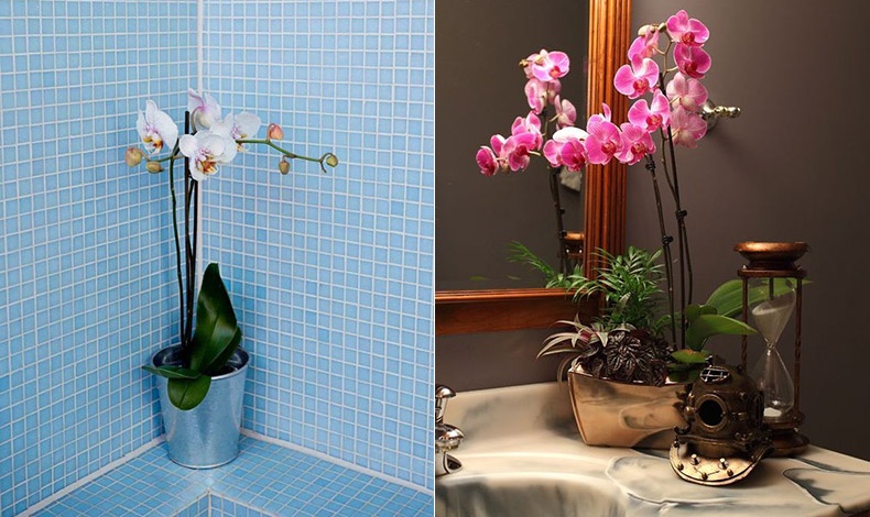 Οι ορχιδέες είναι μία υπέροχη επιλογή. Τα όμορφα άνθη τους δημιουργούν ένα αρμονικό σκηνικό στο μπάνιο σας