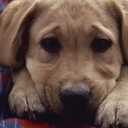 Γιορτή Υιοθεσίας και Fashion Catwalk με τη συνοδεία σκύλων